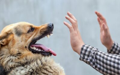 Our Dog Bite Attorneys Will Protect Your Right to Fair Compensation