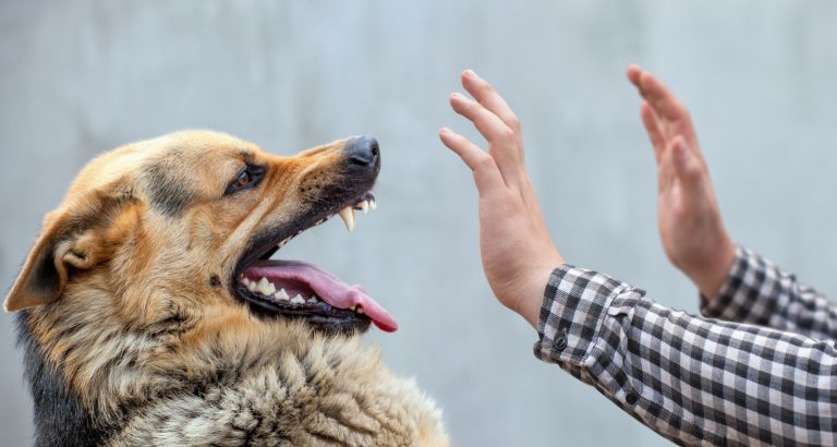 Our Dog Bite Attorneys Will Protect Your Right to Fair Compensation